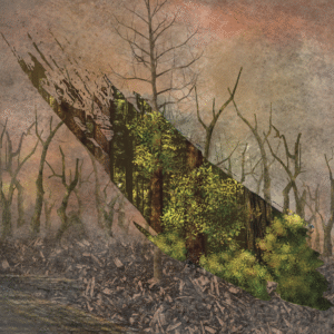 What was once a vibrant green forest