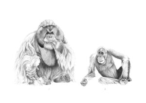 Orangutan