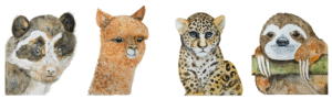 South American Animals Collection